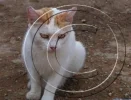 DFDA1EDE7.webp