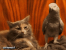 8EF738BFD.gif