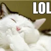 gato.webp