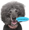 vulnpoodle.webp vulnpoodle.webp