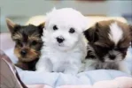 cachorros.webp