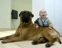 perrosyniños.webp