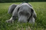 WEIMARANER.webp WEIMARANER.webp