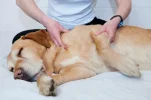 ejercicios terapeuticos.webp