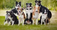border collie.jpg border collie.jpg