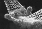 gatito+durmiendo+en+una+hamaca.webp