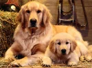 golden-retriever.webp golden-retriever.webp