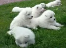 RAZA SAMOYEDO.webp