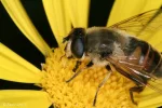 abejas.webp