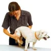 perro artrosis.webp