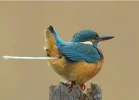 pajaro-c.webp pajaro-c.webp