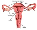 UTERO.webp