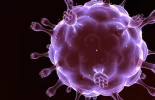 virus del organismo.webp virus del organismo.webp