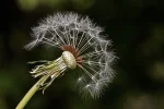milkweed-561041_640.webp milkweed-561041_640.webp
