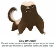 animal.webp