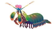 mantis-shrimp.webp