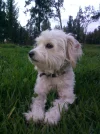 pulgas (2).webp