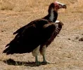 240px-Nubianvulture.webp