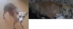 miperrita2.webp