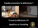 Meme ComeDog #3.webp