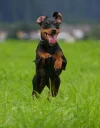 Zwergpinsher.webp Zwergpinsher.webp