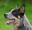 cani-australian-cattle-dog.webp