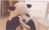 Panda_llorando.webp