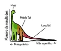 long-tail.webp