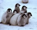 baby-penguins-2.webp