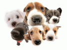 PERROS.gif
