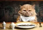 comida gato.webp comida gato.webp