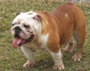 buldog ingles.webp buldog ingles.webp