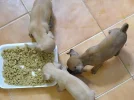 perros comiendo.webp
