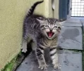 gato nervioso.webp gato nervioso.webp