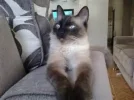 hernia gato.webp hernia gato.webp