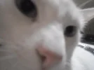 397848_263133953761357_370934040_n.webp