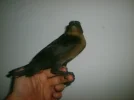 picho.webp