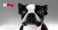 BANNER_HIDOG9.webp