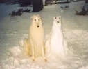 snowdog.webp