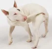 perro-cola.webp