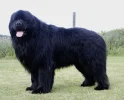 perro grande.webp