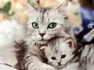 gatos.webp