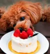 perro diabetico.webp