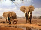 Selva y animales.webp