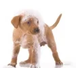 champu perros.webp champu perros.webp