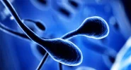 espermatozoides.webp espermatozoides.webp
