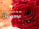 imagenes-amor-rosas-te-amo-3-1.webp