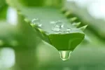 Aloe Vera.webp