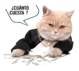 gato cuanto cuesta.webp