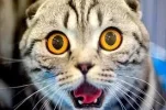 images (3).webp